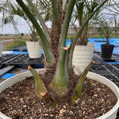 ココスヤシ🌴シンボルツリー‼️の画像