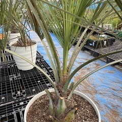 ココスヤシ🌴シンボルツリー‼️の画像