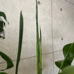 観葉植物　チャメドレアヤシ　高さ１７０センチの画像