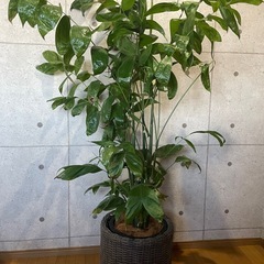 観葉植物　チャメドレアヤシ　高さ１７０センチの画像