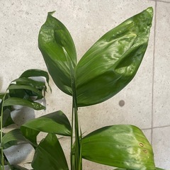 観葉植物　チャメドレアヤシ　高さ１７０センチの画像