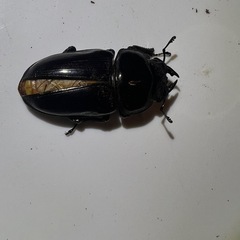 差し上げますオオクワガタ♂♀♀３匹　羽化不全の画像