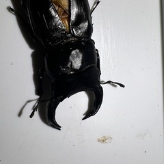 差し上げますオオクワガタ♂♀♀３匹　羽化不全の画像