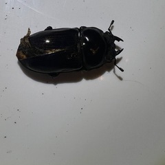 差し上げますオオクワガタ♂♀♀３匹　羽化不全の画像