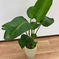 観葉植物　オーガスタの画像
