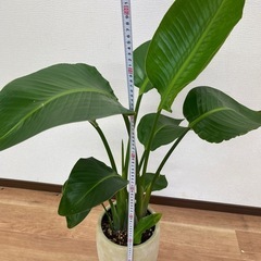 観葉植物　オーガスタの画像