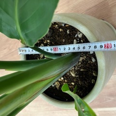 観葉植物　オーガスタの画像