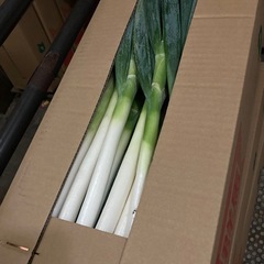 長ネギ　5kg ¥972の画像