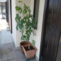 観葉植物の画像