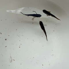 改良メダカ30匹ミックスの画像