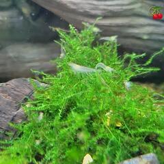 🦐ミナミヌマエビ30匹　ウィローモス20㌘　セットで500円の画像