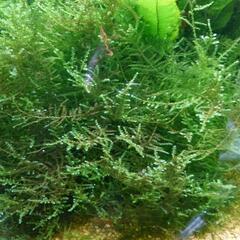 🦐ミナミヌマエビ30匹　ウィローモス20㌘　セットで500円の画像