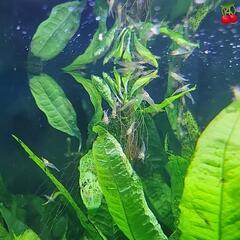 🦐ミナミヌマエビ30匹　ウィローモス20㌘　セットで500円の画像