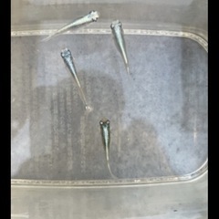 スーパー幹之メダカの画像