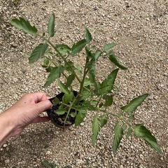 中玉トマト🍅わき芽苗🌱の画像