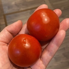 中玉トマト🍅わき芽苗🌱の画像