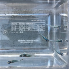 スーパー幹之メダカの画像