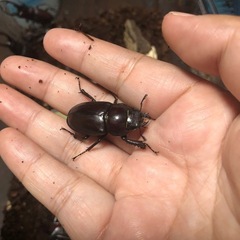 カブトムシ/クワガタの画像