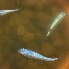 メダカ　（サファイア）針子〜稚魚お届けします