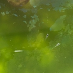 メダカ　（サファイア）針子〜稚魚お届けしますの画像