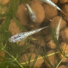 メダカ　（サファイア）針子〜稚魚お届けしますの画像