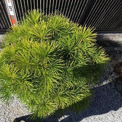 高野槙の鉢植の画像