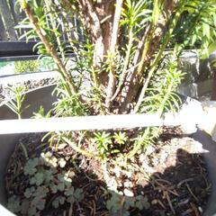 朝鮮慎の鉢植の画像