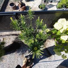 朝鮮慎の鉢植の画像