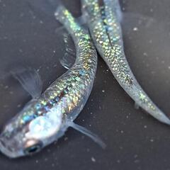 めだか【鬼ラメ】の画像
