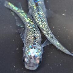 めだか【鬼ラメ】の画像