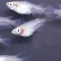 紅ほっぺ　８匹　５００円　でお譲りしますの画像