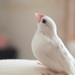 文鳥(白)里親募集