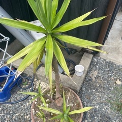 ユッカ青年の木どうぞ♪の画像