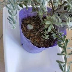 植物　ウエストリンギア　スモーキーホワイト　９センチポリポット　ネームタグ付きの画像