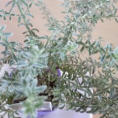 植物　ウエストリンギア　スモーキーホワイト　９センチポリポット　ネームタグ付きの画像