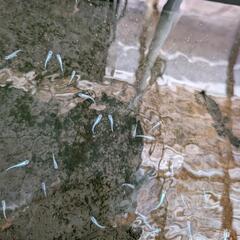 鯖の極みメダカの画像