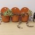 ランキングキーワードに紐づく投稿画像-多肉植物