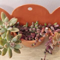ハンギングプランター茶　多肉植物の画像