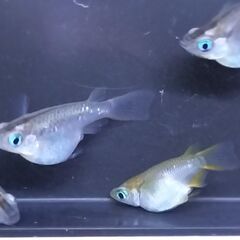ダルマメダカ　６匹　８００円　でお譲りしますの画像