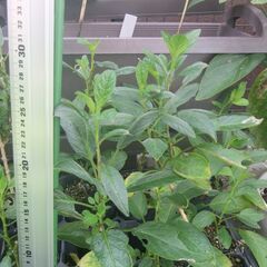 ペピーノ　挿し木苗の画像