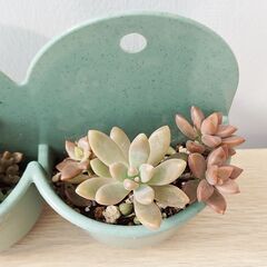 ハンギングプランター緑　多肉植物の画像
