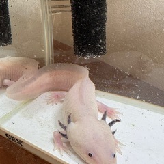 ウーパールーパー　2歳の画像