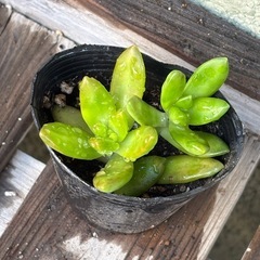 ①多肉植物　カット苗　無料の画像