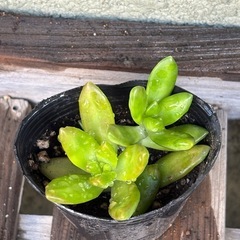 ①多肉植物　カット苗　無料の画像