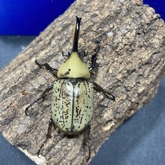 グラントシロカブトPAの画像