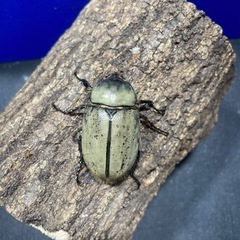 グラントシロカブトPAの画像