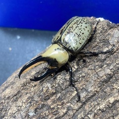 グラントシロカブトPAの画像