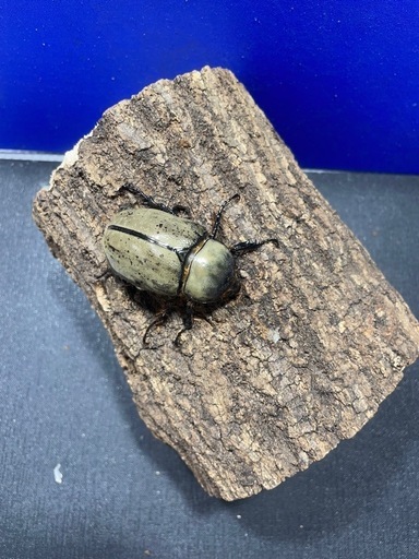 グラントシロカブトPA
