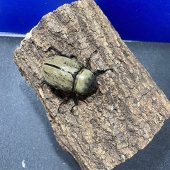 グラントシロカブトPAの画像