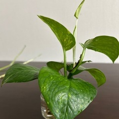 ポトスの画像